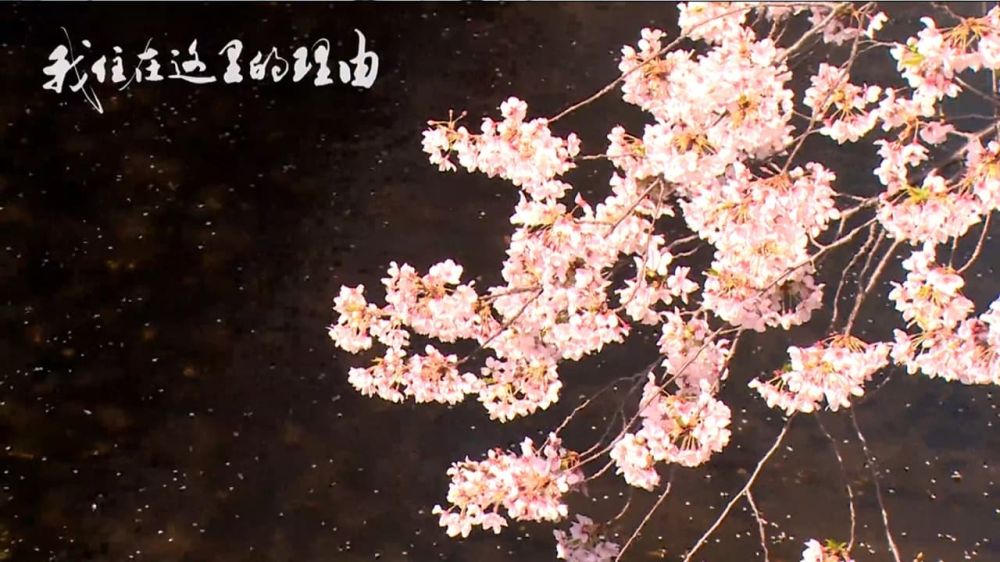  私はここに住む理由 