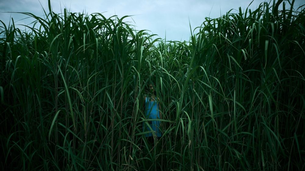  In the Tall Grass 